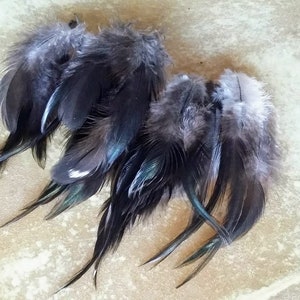 Cruelty free rooster feathers, 35 assorted, Black feathers with a few tiny white spots, natural, jewelry feathers, earring feathers,