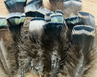 15 med large black and tan fluffy feathers from a Narragansett turkey 5"-6,"  cruelty free feathers, turkey tail