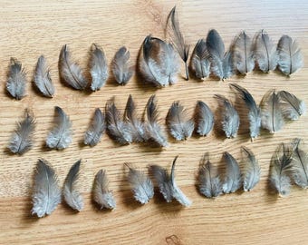 miniature feathers, around 35 small charcoal grey feathers, tiny, cruelty free! (s33)