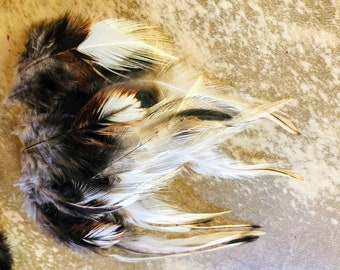 cruelty free feathers: "calico owl" feathers, 25 assorted rooster feathers, all natural, cruelty free, feathers for earrings, fascinator