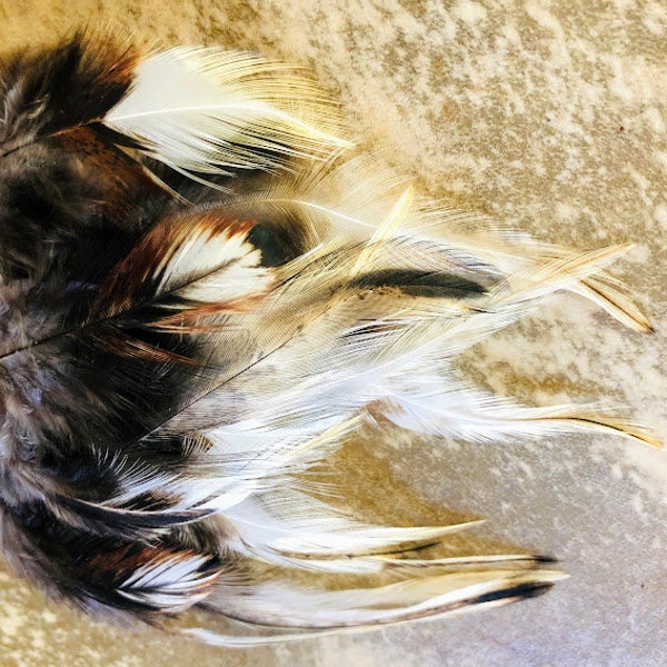 cruelty free feathers: "calico owl" feathers, 25 assorted rooster feathers, all natural, cruelty free, feathers for earrings, fascinator