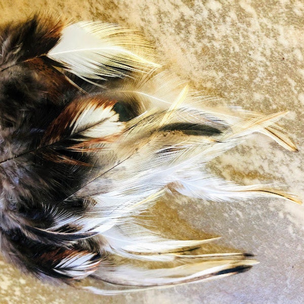 Owl Feathers Etsy