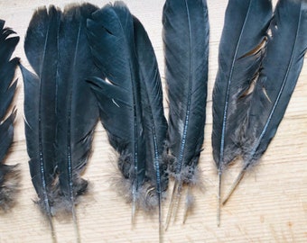 long black turkey tail feathers from a Black Spanish turkey.  Cruelty free, raised on pasture, all natural turkey feathers