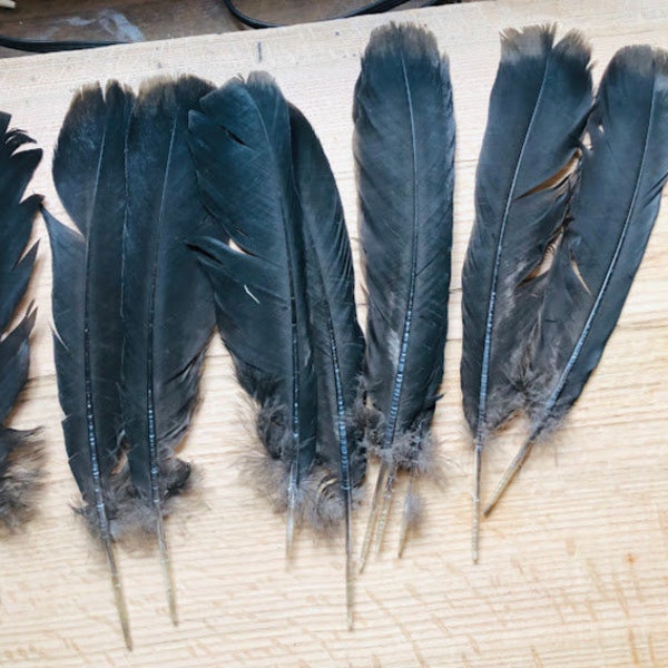 long black turkey tail feathers from a Black Spanish turkey.  Cruelty free, raised on pasture, all natural turkey feathers