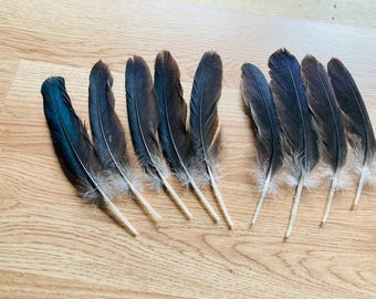 9 shiny black duck feathers, 6-7 inch medium/small tail feathers, sustainably sourced from organic, free range muscovy ducks (S115)