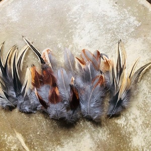 cruelty free feathers - 30 dark gray calico rooster feathers with gold and red, very nice, pasture raised, small farm, jewelry quality