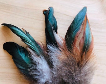 7 black with red highlights rooster tail feathers, all natural feathers, organic, free range (s46