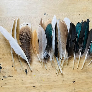 craft feather bundle, wing feathers,  20 imperfect assorted primaries from free range chickens, ducks and turkeys.  medium