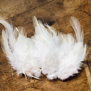 ethical feathers: white rooster feathers, 35 assorted, natural, cruelty free, heritage breed chicken, craft feathers, cruelty free feathers