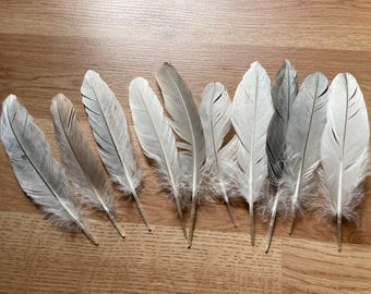 10 small grey duck primaries, 6-8 inches, small wing feathers, from organic, free range muscovy ducks (s202)