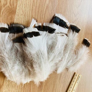 May include: A collection of white and gray feathers with black tips, arranged on a wooden surface. The feathers have a soft, fluffy texture and are of varying sizes. A wooden ruler is visible in the bottom right corner, providing scale.