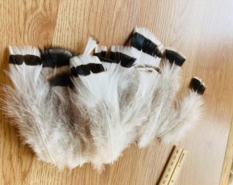 15 long, fluffy, white and black feathers from a royal palm turkey 5"-6" (Ls).  cruelty free feathers