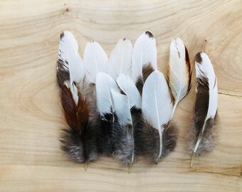 Cruelty free feathers - 10 white with asymmetrical black patterns secondary wing feathers, organic, free range chickens, all natural (s67)