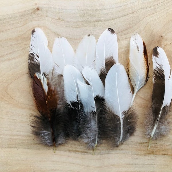 Cruelty free feathers - 10 white with asymmetrical black patterns secondary wing feathers, organic, free range chickens, all natural (s67)