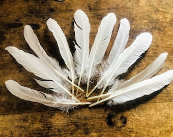 Cruelty free feathers - 10 white duck primaries,  6"-8.5" medium wing feathers, from organic, free range muscovy ducks