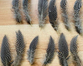 12 large black and white spotted guinea feathers, 4-6 inches long (s65)