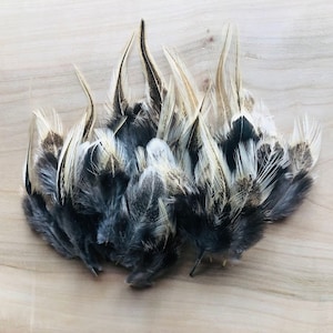 cruelty free feathers - sable Fayoumi rooster feathers, 35 assorted, natural, cruelty free, heritage breed chicken, craft feathers