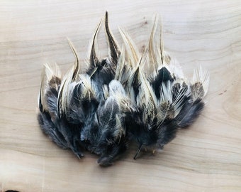 cruelty free feathers - sable Fayoumi rooster feathers, 35 assorted, natural, cruelty free, heritage breed chicken, craft feathers