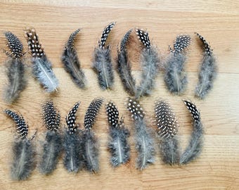 15 fluffy black and white spotted guinea feathers, 4-5 inches long (s64)