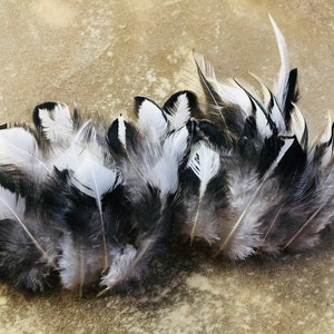 Silver laced Wyandotte feathers, 25 assorted, natural, cruelty free, heritage breed chicken, craft feathers, Wyandotte,