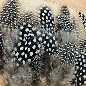May include: Close-up of several Guinea fowl feathers. The feathers are primarily black and white, with a speckled pattern of white dots on a black background. The base of the feathers is a soft, gray color. The feathers are arranged in a slightly overlapping manner.