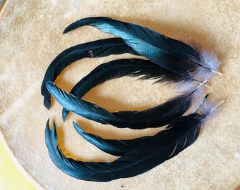 Cruelty free feathers, 6 iridescent green black rooster tail feathers, all natural feathers, organic, free range (m32)