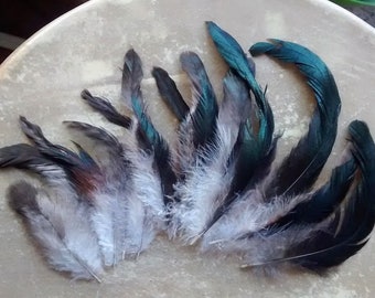 cruelty free feathers, 12 green black, grey and white patterned rooster tail feathers.  4-9 inches long, striped, shiny, free range (s82)