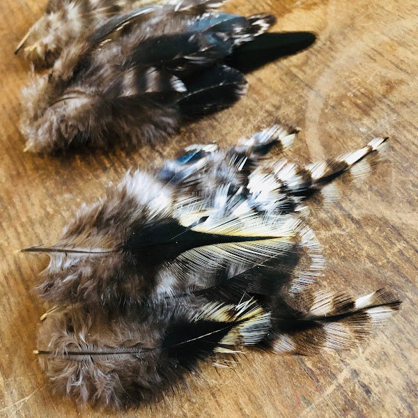 Ethical Feathers Irregular Black and White Barred Rooster Etsy