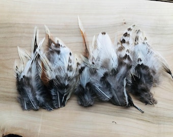 ethical feathers: 35 white irregular barred rooster feathers, white with black and red highlights, assorted, natural, cruelty free,