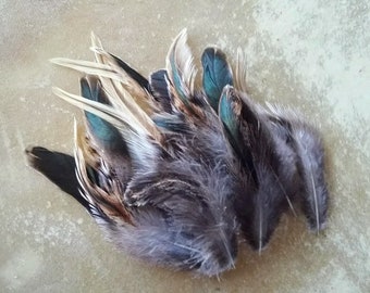 16 black and cream 5-6 inches long tail feathers from a free range rooster.  Sustainably sourced, natural feathers (s8)
