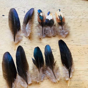 Cruelty free feathers - 10 black, red, and white small wing feathers, from organic, free range chickens, (s32)