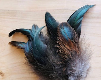 10 super shiny 4-5 inches long black and red rooster tail feathers from a free range rooster. sustainably sourced, ethical feathers  (s45)