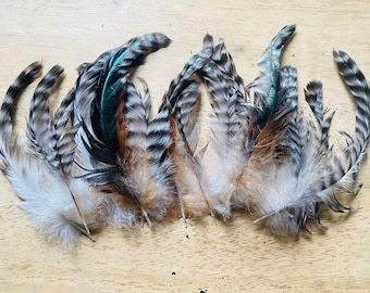 15 striped tail feathers 6-10 inches long, shiny black and white, cruelty free (m51)