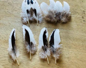 10 white with asymmetrical black patterns secondary wing feathers, organic, free range chickens, all natural (s26)