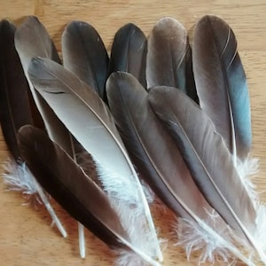 Cruelty free feathers, 10 small brown wing feathers from a free range muscovy duck