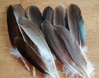 Plumas libres de crueldad, 10 pequeñas plumas marrones de ala de un pato criollo en libertad