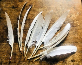 Cruelty free feathers - 10 very long white duck primaries, large wing feathers, from organic, free range muscovy ducks