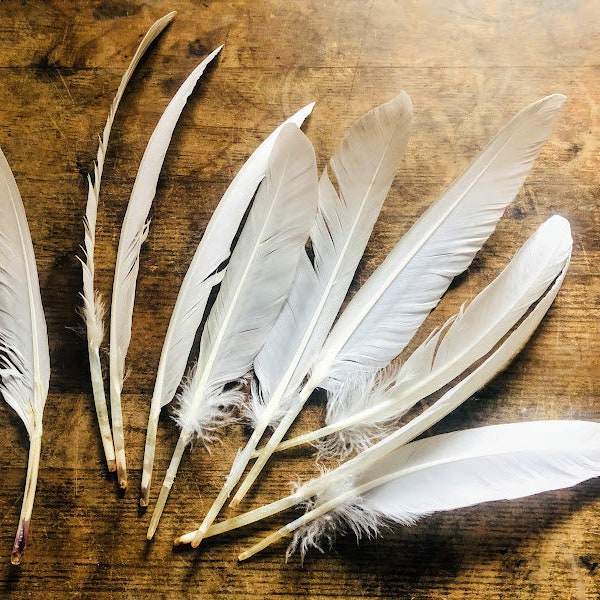 Cruelty free feathers - 10 very long white duck primaries, large wing feathers, from organic, free range muscovy ducks
