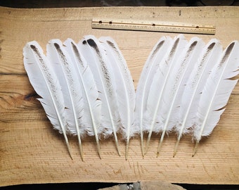 huge wing feathers from a royal palm turkey.  White with dark markings organic, raised on pasture, sustainable, all natural