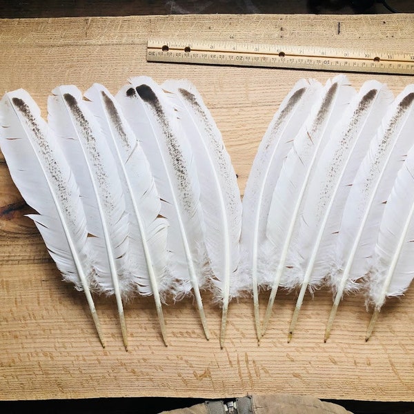 huge wing feathers from a royal palm turkey.  White with dark markings organic, raised on pasture, sustainable, all natural
