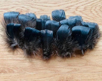 15 small black turkey feathers 1-3"  (s123)