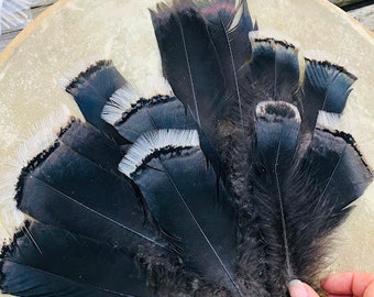 cruelty free feathers, 12 iridescent black turkey tail feathers, 7-9 inches long, free range, all natural feathers! (m3)