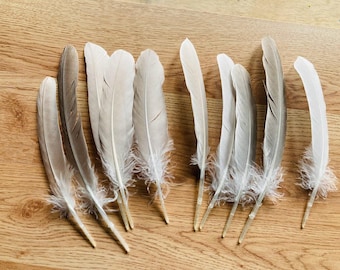 10 warm grey wing feathers from a Muscovy duck. medium, Cream colored, tan, champagne 7"-9" long (m42)