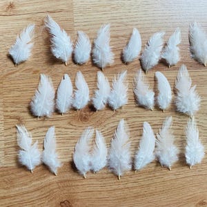 May include: A collection of twenty-three individual white feathers arranged in three horizontal rows. Each feather features a soft, fluffy texture with a central quill and delicate, fine barbs extending outward in a natural, tapered shape.