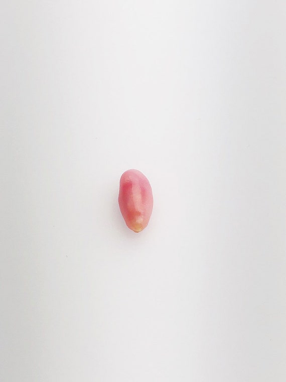 Conch Pearl Loose 9.8mm x 4.3mm No. 14