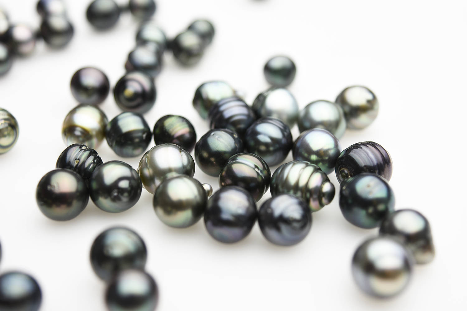 70 OFF, Tahitian Pearl Oyster