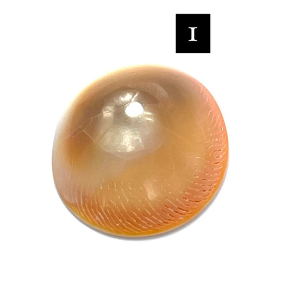 Cat eye shell, SKU# 3021