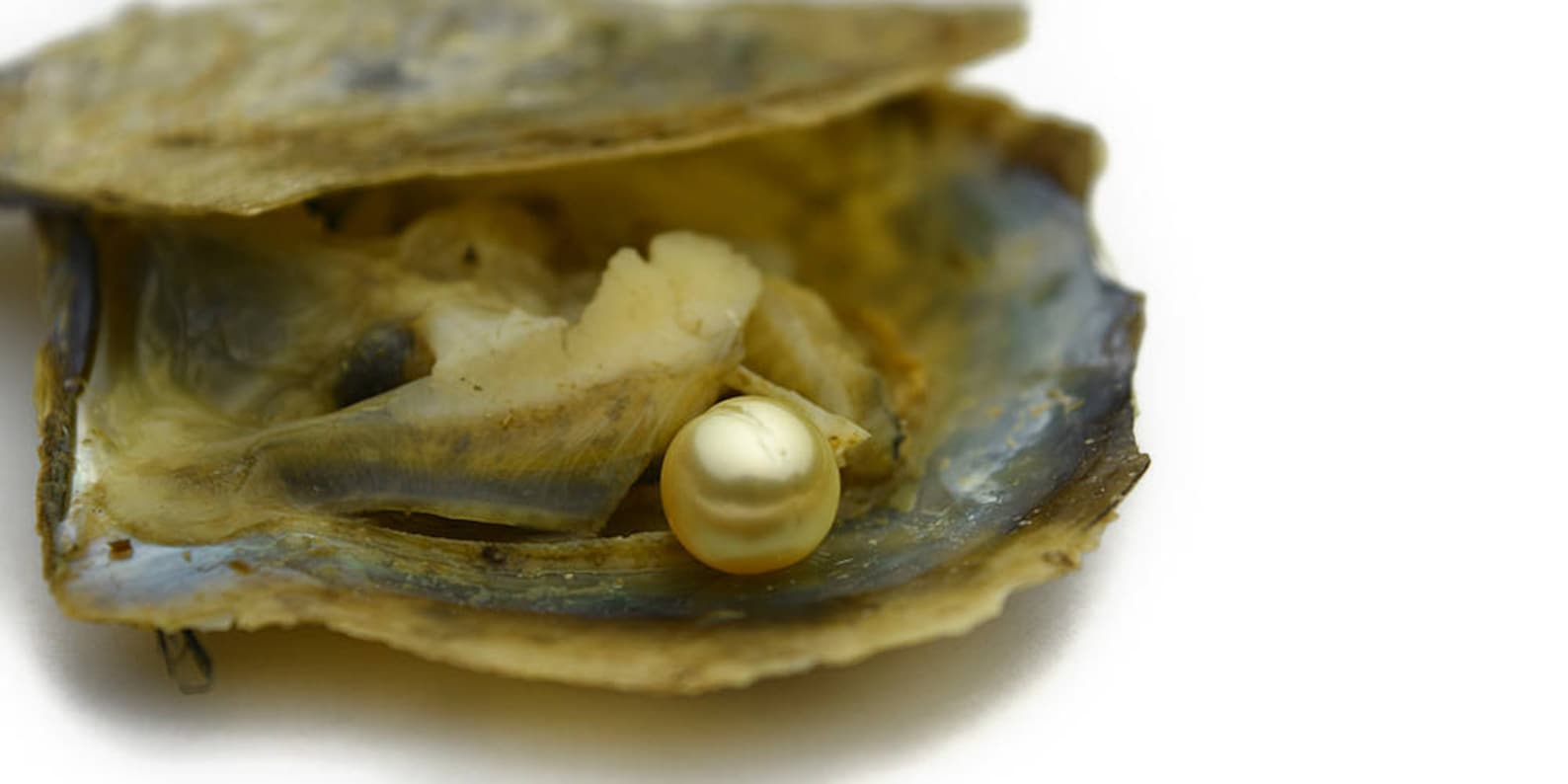 Do all oysters have pearls