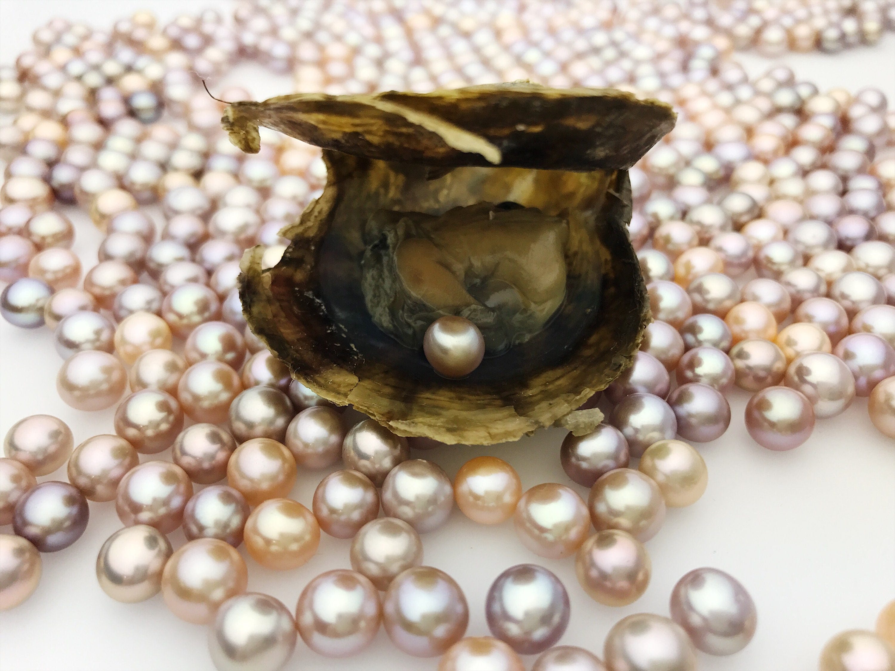 Real Pearl In Oyster