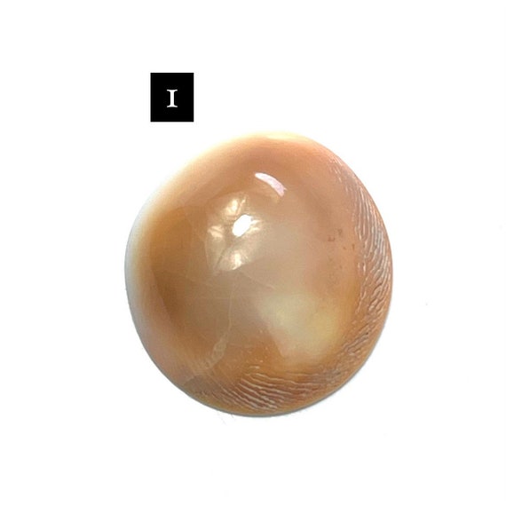 Cats eye shell, SKU#3020